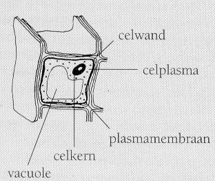 Cel totaal 23 kB.jpg (22653 bytes)