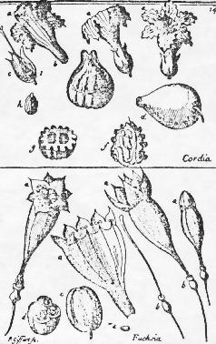 J18-Fuchsia in Nova Plantarum 1703 27kB.jpg (27132 bytes)