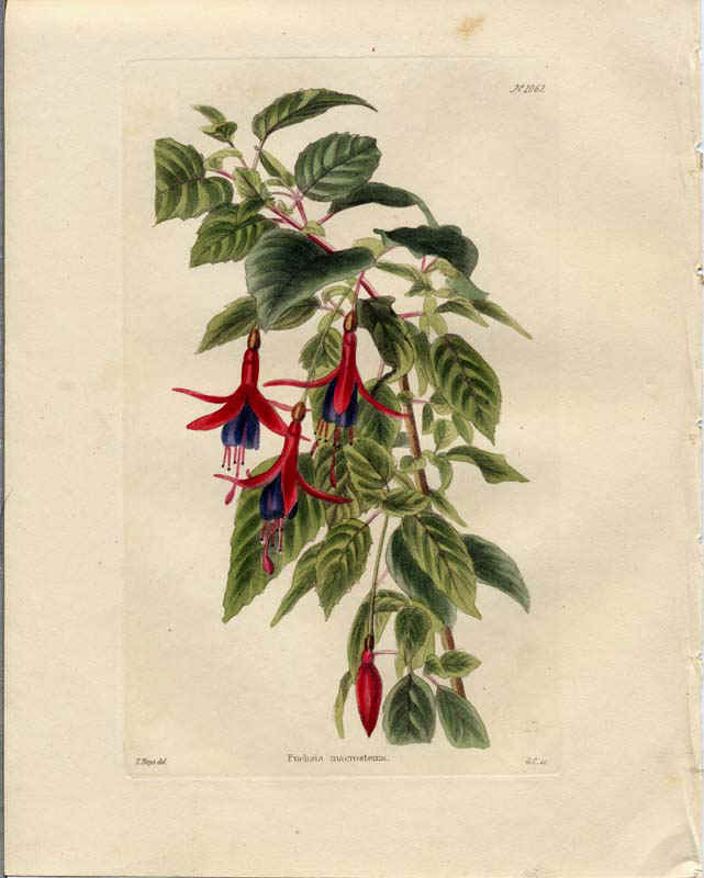 J19-73.F.macrostemma_Loddiges_Botanical_Cabinet_66kB.jpg (44723 bytes)