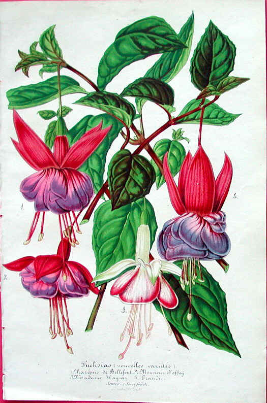 J19-76.Lemaire__Horticole_fuchsia_grandis_print_1854.jpg (65060 bytes)