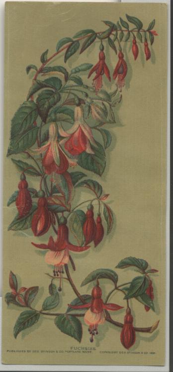 J19-79.1880 print fuchsias by 35kB Stinso Portland.jpg (35810 bytes)