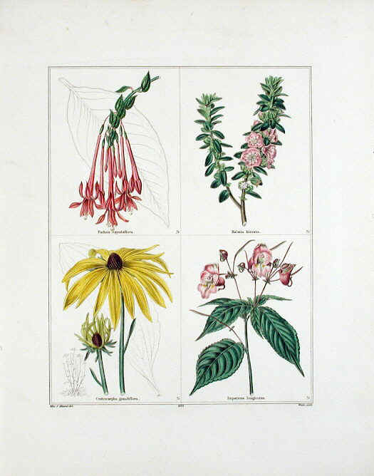 J19-87.1825 Maund 4 flowers fuchsia-impatiens 65KB.jpg (65936 bytes)