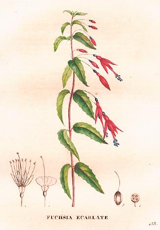 J19-91.F.coccinea - La flore et la pomona 20kB.jpg (20600 bytes)
