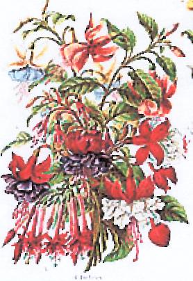 J19-92.Gardenflowers 34kB.jpg (34871 bytes)