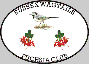 J18-Sussex Wagtails Fuchsia Club 11kB.gif (10421 bytes)
