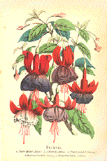 J19-1.Anton Muller 18kB.gif (17604 bytes)