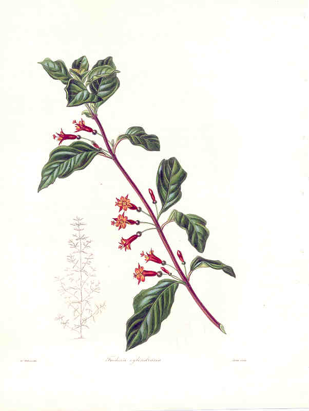 J19-Cylindrical Fuchsia Maund Plate 189 27kB.jpg (27458 bytes)