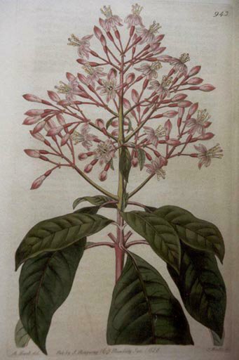 J19-F.arborescens 37kB.jpg (37745 bytes)