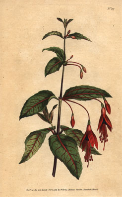 J19-F.coccinea Scarlet fuchsia 97 26kB.jpg (26065 bytes)