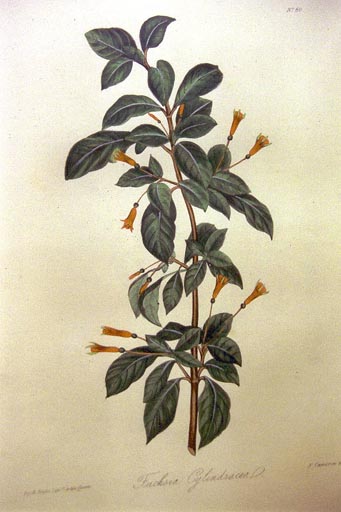 J19- -F.cylindracea Floral Cab. 1838 38kB.jpg (37927 bytes)