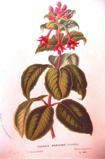 J19-F.nigricans Flores des Serres 1849 49kB.jpg (49906 bytes)