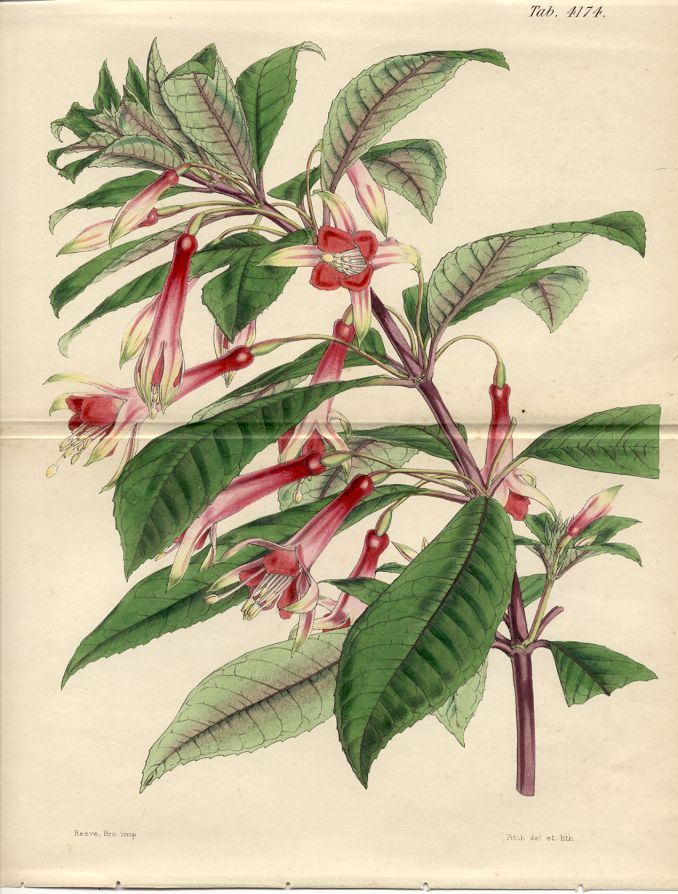 J19-F.serratifolia curtis 114kB.jpg (115962 bytes)