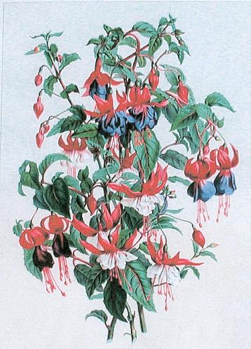 J19- Fuchsia Hybride Adolphe Alphand 50kB.jpg (50952 bytes)