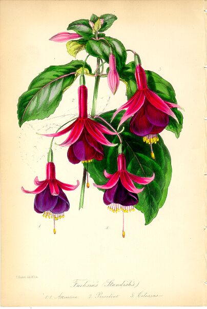 J19- Fuchsia's van Standish Paxton 45kB President_Clossus-Attraction.jpg (45099 bytes)