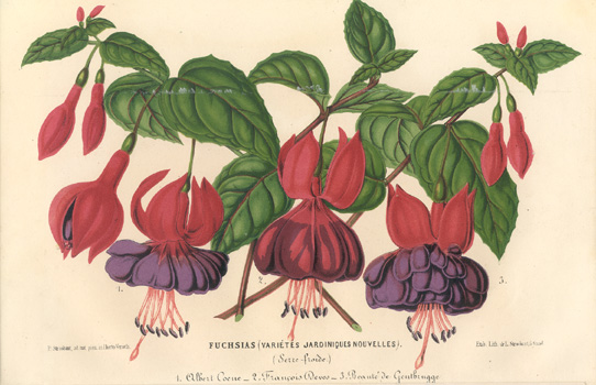 J19-Fuchsias van De Coene 85kB.jpg (86878 bytes)