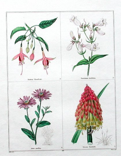 J19-68-Maund Botanical -Fuchsi Penstemon 58kB.jpg (58949 bytes)