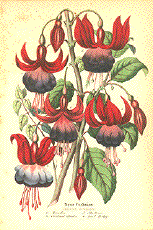 J19-1.Mercedes 19kB German Botanical.gif (19079 bytes)