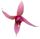 5.Bloem rose spider 5 kB voor pag.28.gif (4185 bytes)