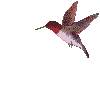 c-20-Kolibri animatie 8 KB.gif (7603 bytes)