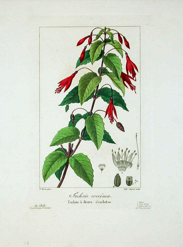 J19-100.F.coccinea - Flore des Jardiniers 139kB.jpg (143351 bytes)