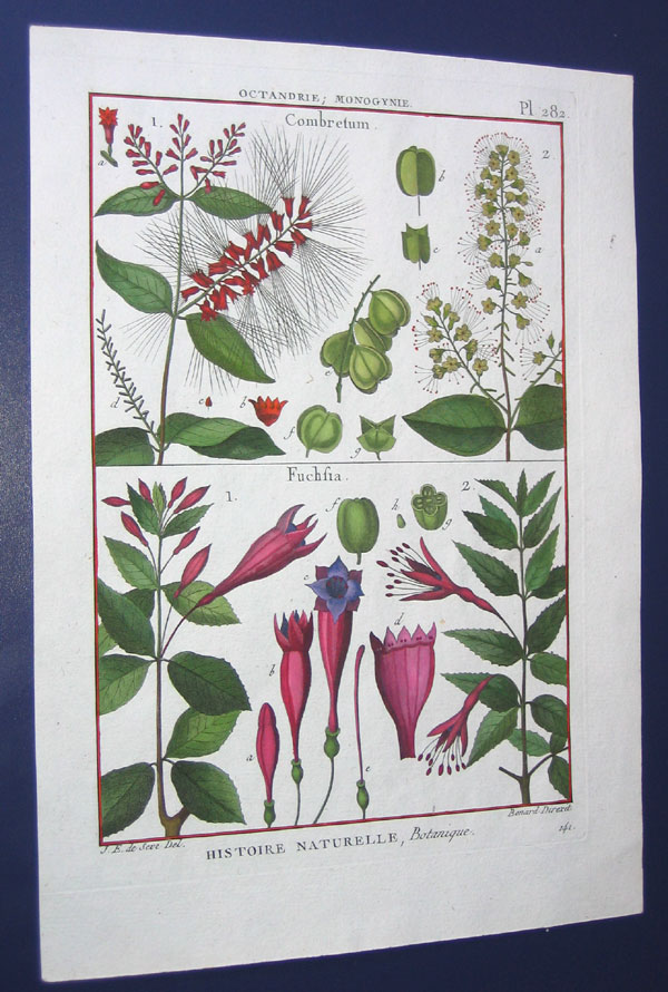 J19-115.Fuchsia Lamarck plate 282.jpg (132005 bytes)