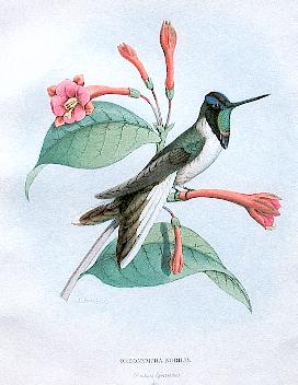 F.spectabilis en kolibri 22,7kB.jpg (23309 bytes)