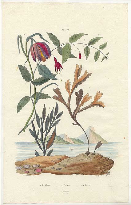 Guerin Natural Prints Fuchsia&Fritillary 44kB.jpg (44366 bytes)