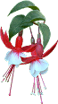 J22-Fuchsia roodwit 5kB.gif (4721 bytes)