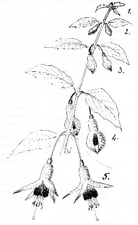 J20-Groeitop 21kB.jpg (21836 bytes)